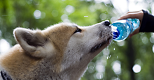 Make sure your dog gets enough to drink