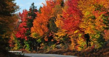 Fall colors in full bloom in the Northeast. Autumn color roadside. Photo 37810205 © Tropicsailor | Dreamstime.com